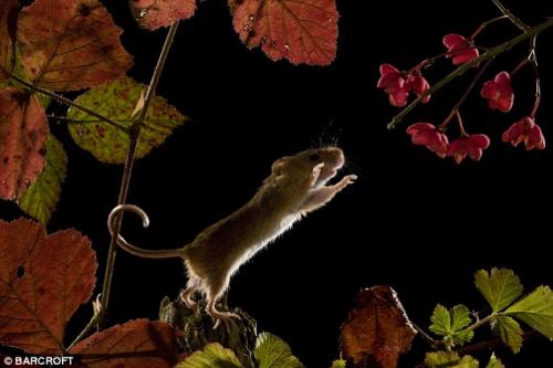 Французские фотографы запечатлели секретную жизнь мышей