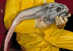 На земле и в воде: самые уродливые животные планеты