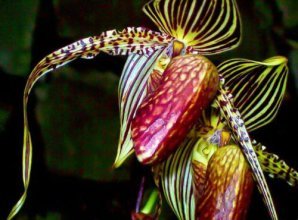 Десятка самых дорогих цветов в мире