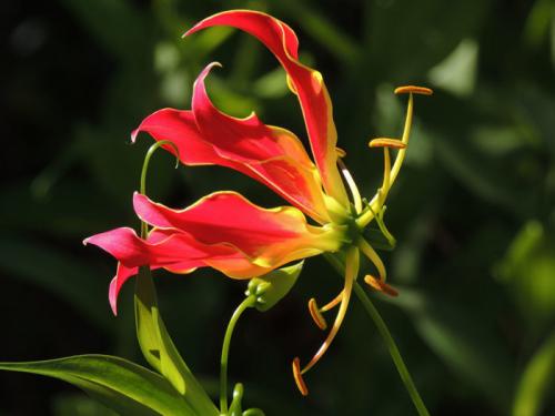 Десятка самых дорогих цветов в мире