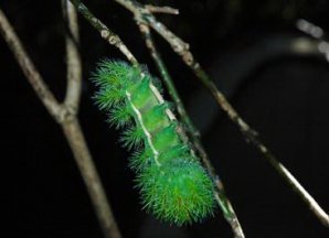 Самые страшные насекомые в мире