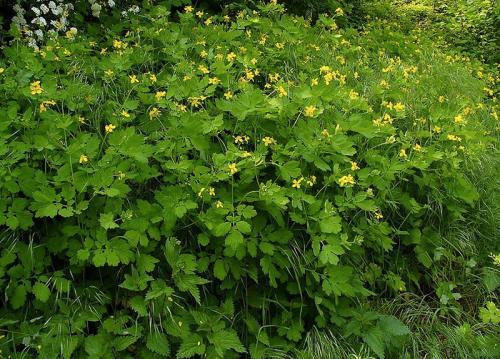 Лесные растения, от которых лучше держаться подальше