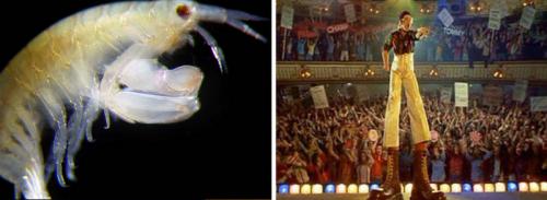 13 животных с именами знаменитостей