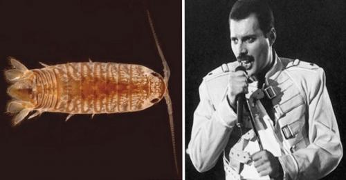 13 животных с именами знаменитостей