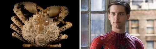 13 животных с именами знаменитостей