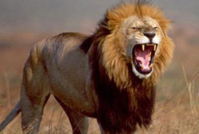 Топ-10 смертельно опасных созданий на Земле