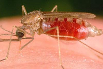 Топ-10 смертельно опасных созданий на Земле