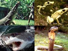 Топ-10 смертельно опасных созданий на Земле