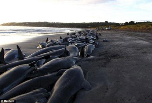 Дельфины снова выбросились на берег