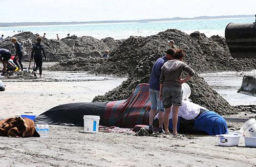 Дельфины снова выбросились на берег