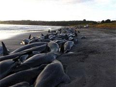 Дельфины снова выбросились на берег