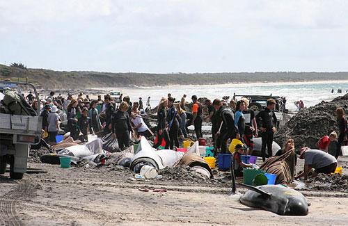 Дельфины снова выбросились на берег