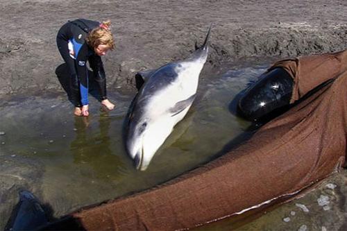 Дельфины снова выбросились на берег