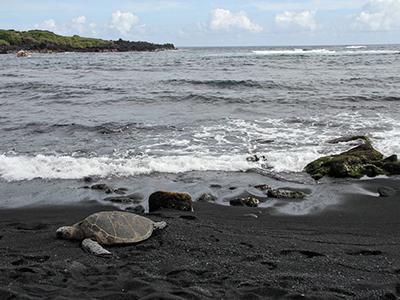 Топ-15 невероятных пляжей с черным песком