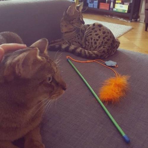 Тачки, яхты и Apple Watch: лето детей российской элиты