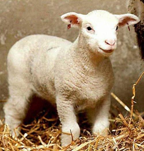 Двухголовая собака и другие животные, которые перевернули науку