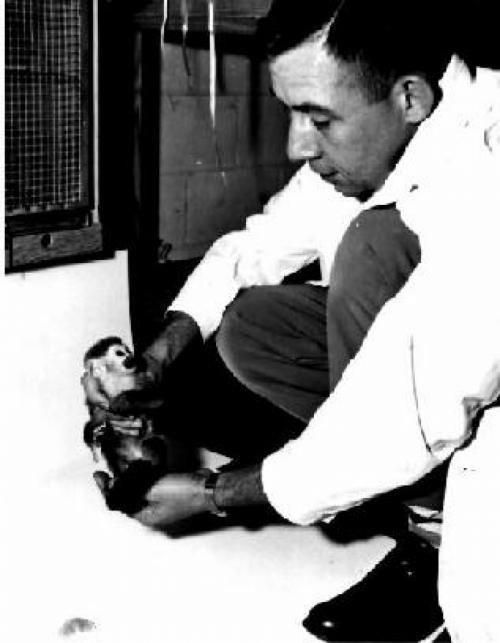 Двухголовая собака и другие животные, которые перевернули науку