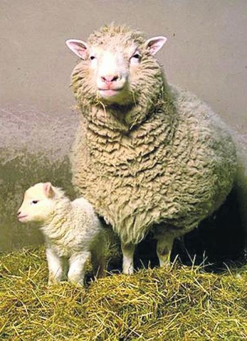 Двухголовая собака и другие животные, которые перевернули науку