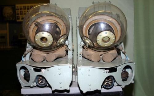 Двухголовая собака и другие животные, которые перевернули науку