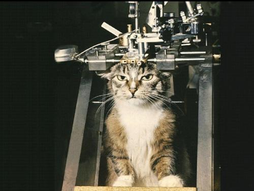 Двухголовая собака и другие животные, которые перевернули науку