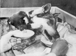 Двухголовая собака и другие животные, которые перевернули науку