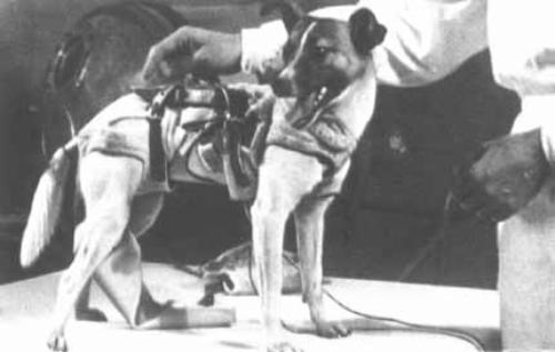 Двухголовая собака и другие животные, которые перевернули науку