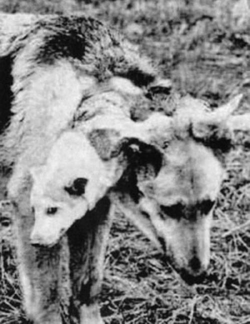 Двухголовая собака и другие животные, которые перевернули науку