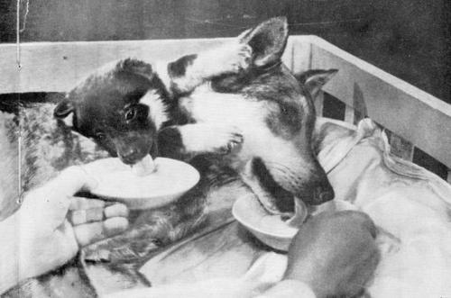 Двухголовая собака и другие животные, которые перевернули науку