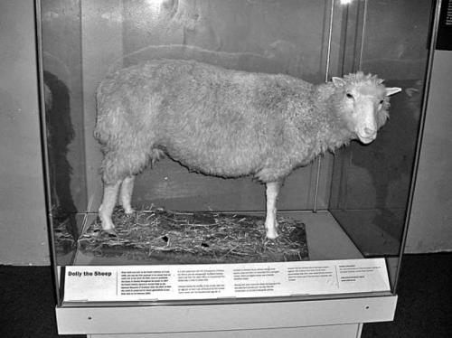 Двухголовая собака и другие животные, которые перевернули науку