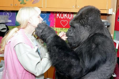 Двухголовая собака и другие животные, которые перевернули науку