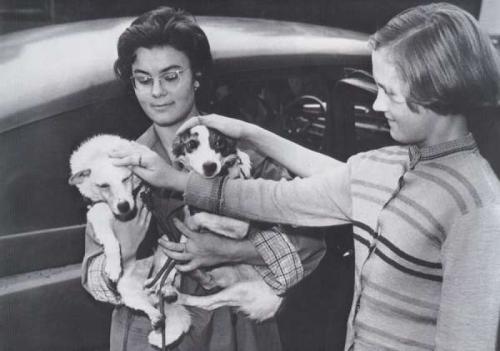 Двухголовая собака и другие животные, которые перевернули науку