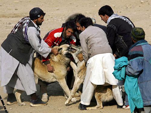 Собачьи бои популярны в Афганистане