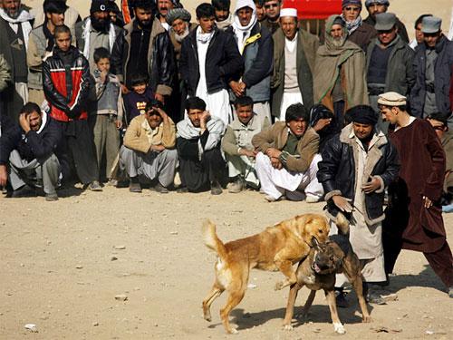 Собачьи бои популярны в Афганистане