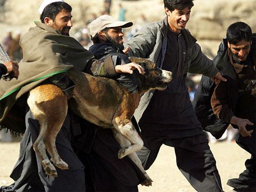Собачьи бои популярны в Афганистане