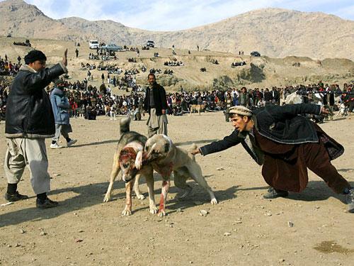 Собачьи бои популярны в Афганистане