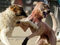 Собачьи бои популярны в Афганистане