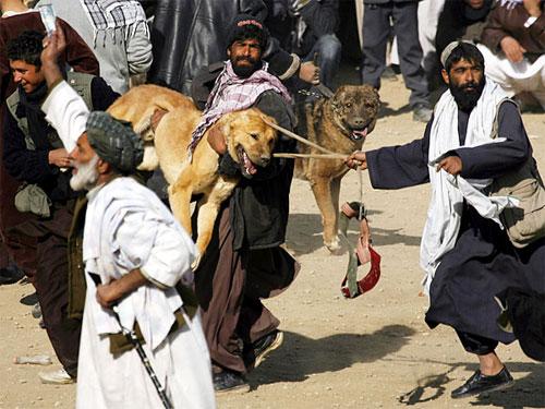 Собачьи бои популярны в Афганистане