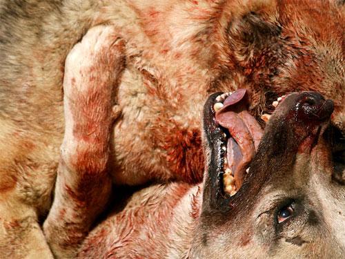 Собачьи бои популярны в Афганистане