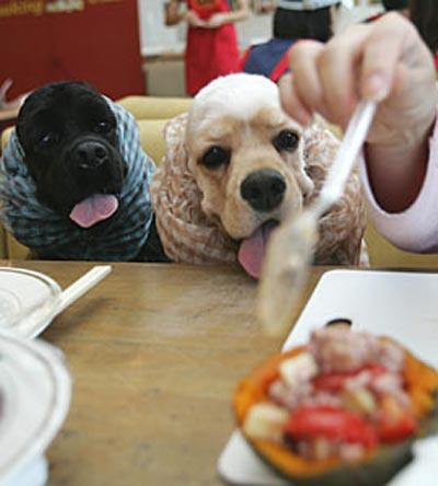 В Сеуле собак кормили по-царски