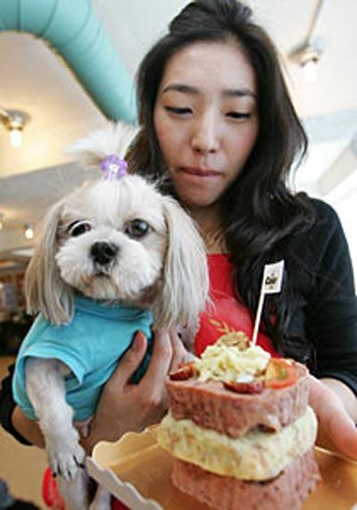В Сеуле собак кормили по-царски