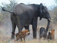 Слониха отбила у гиен своего малыша