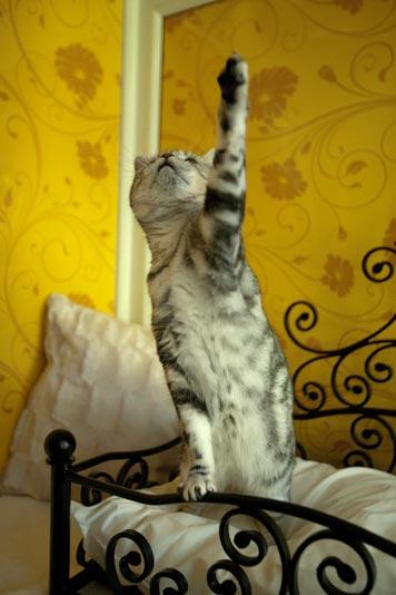 В Великобритании открыли фешенебельный отель для кошек