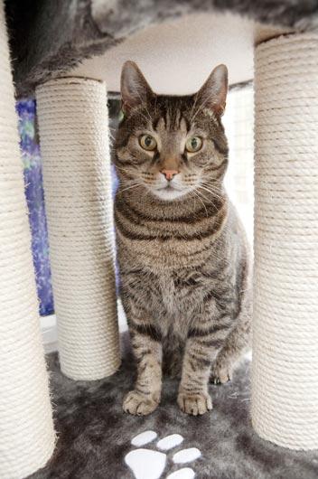 В Великобритании открыли фешенебельный отель для кошек