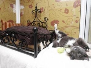 В Великобритании открыли фешенебельный отель для кошек