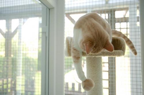 В Великобритании открыли фешенебельный отель для кошек