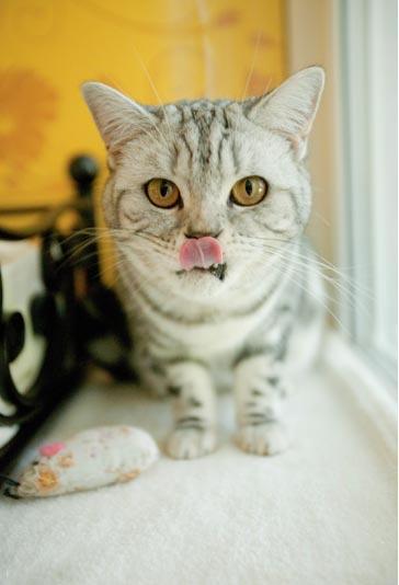 В Великобритании открыли фешенебельный отель для кошек