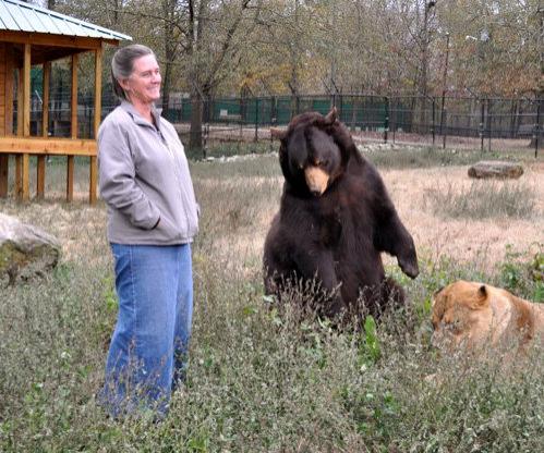 Медведь, лев и тигр живут одной семьёй