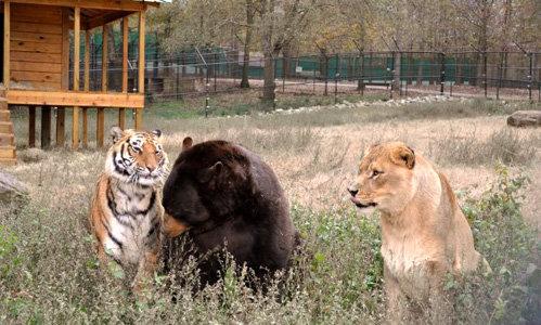 Медведь, лев и тигр живут одной семьёй