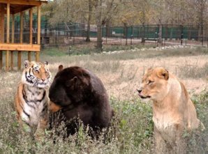 Медведь, лев и тигр живут одной семьёй