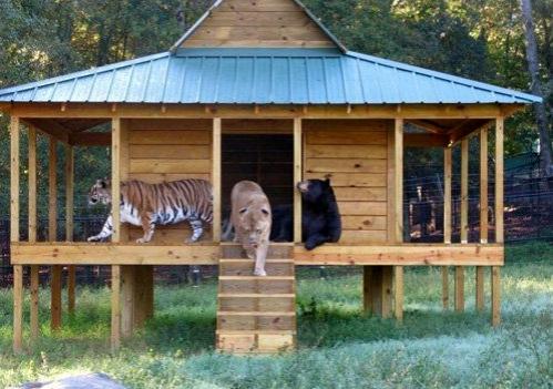 Медведь, лев и тигр живут одной семьёй